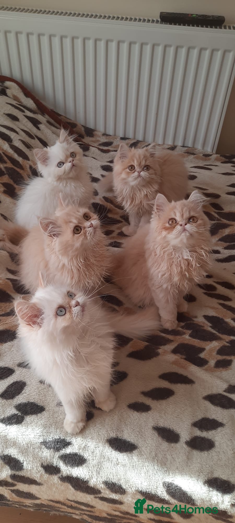 Persian cats 6 Beautiful Persian Chinchilla Kittens  - Advert 4