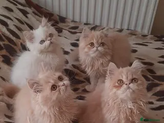Persian cats 6 Beautiful Persian Chinchilla Kittens - Advert 4
