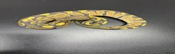Python Snake reptiles for sale: Royal pythons 2026 hatchlings  - Advert 3