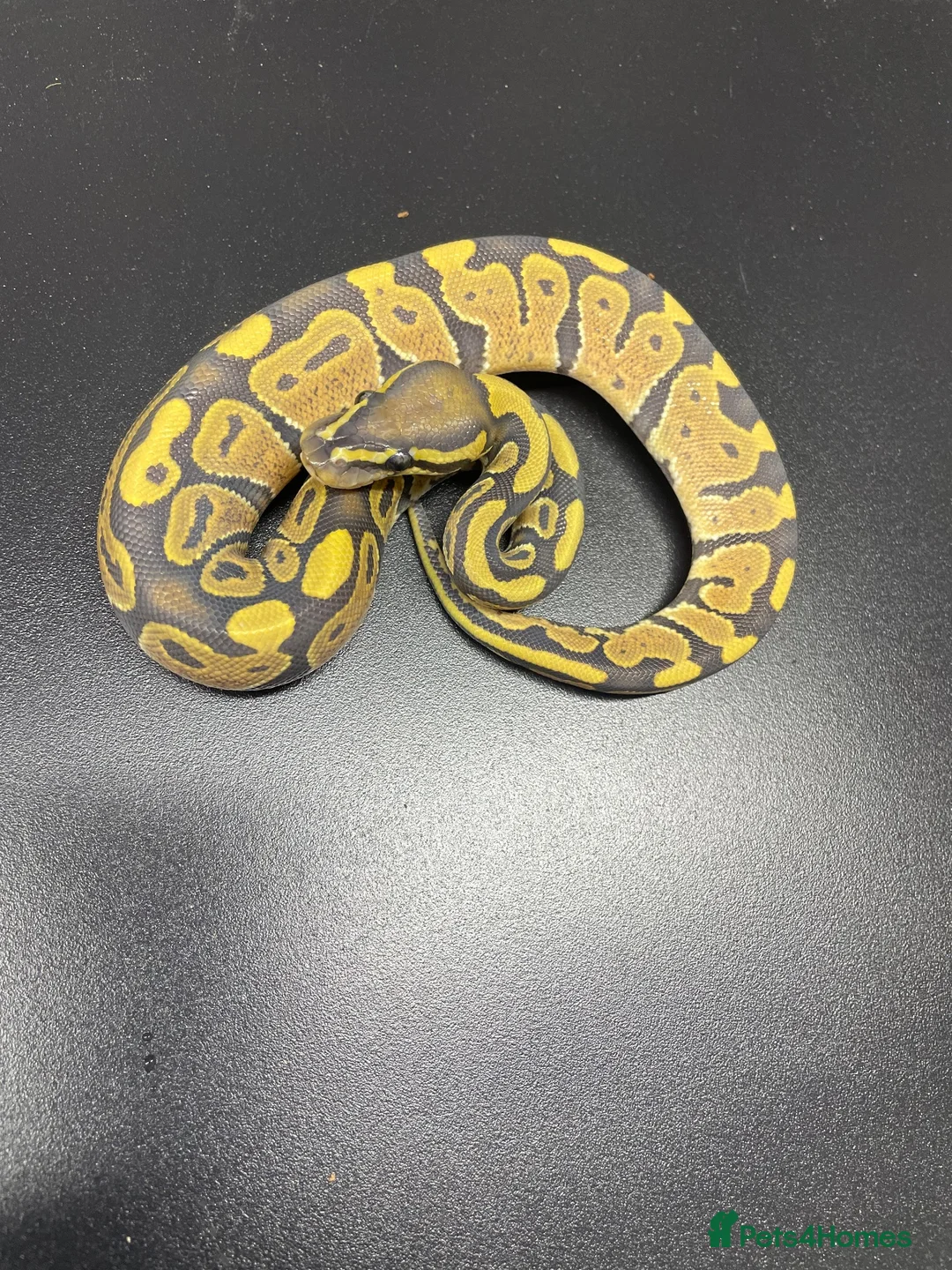 Python Snake reptiles for sale: Royal pythons 2026 hatchlings  - Advert 3
