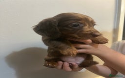 Miniature Dachshund dogs for sale: Gorgeous Miniature Dachshunds - Image 9