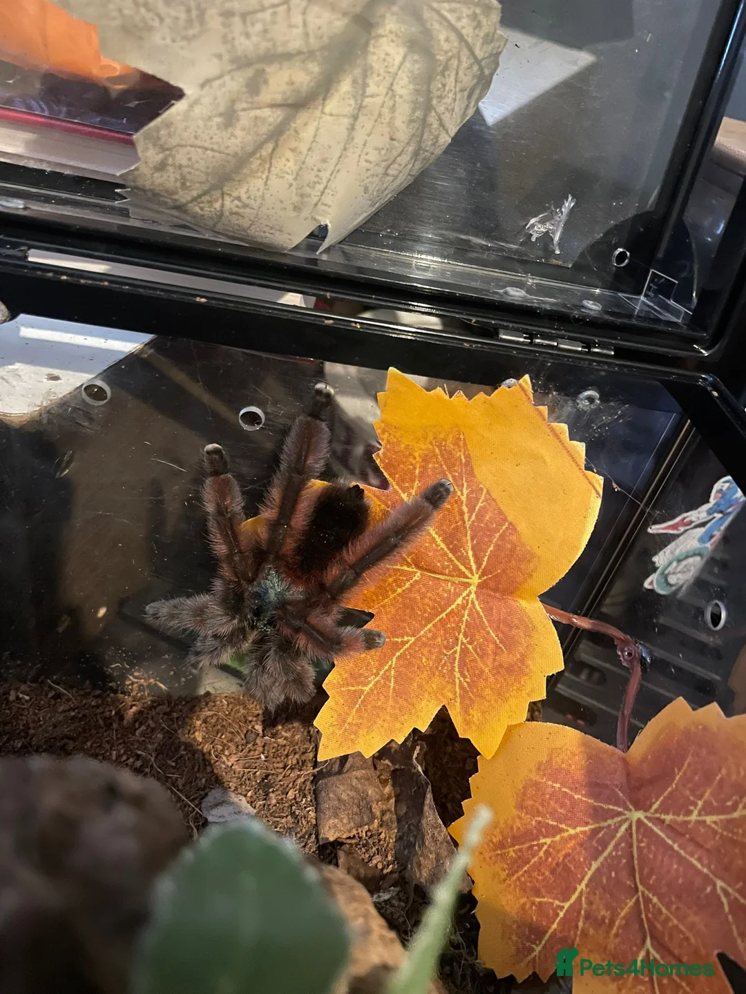 Tarantulas invertebrates for sale: Versi, curly hair, electric blue - Advert 9