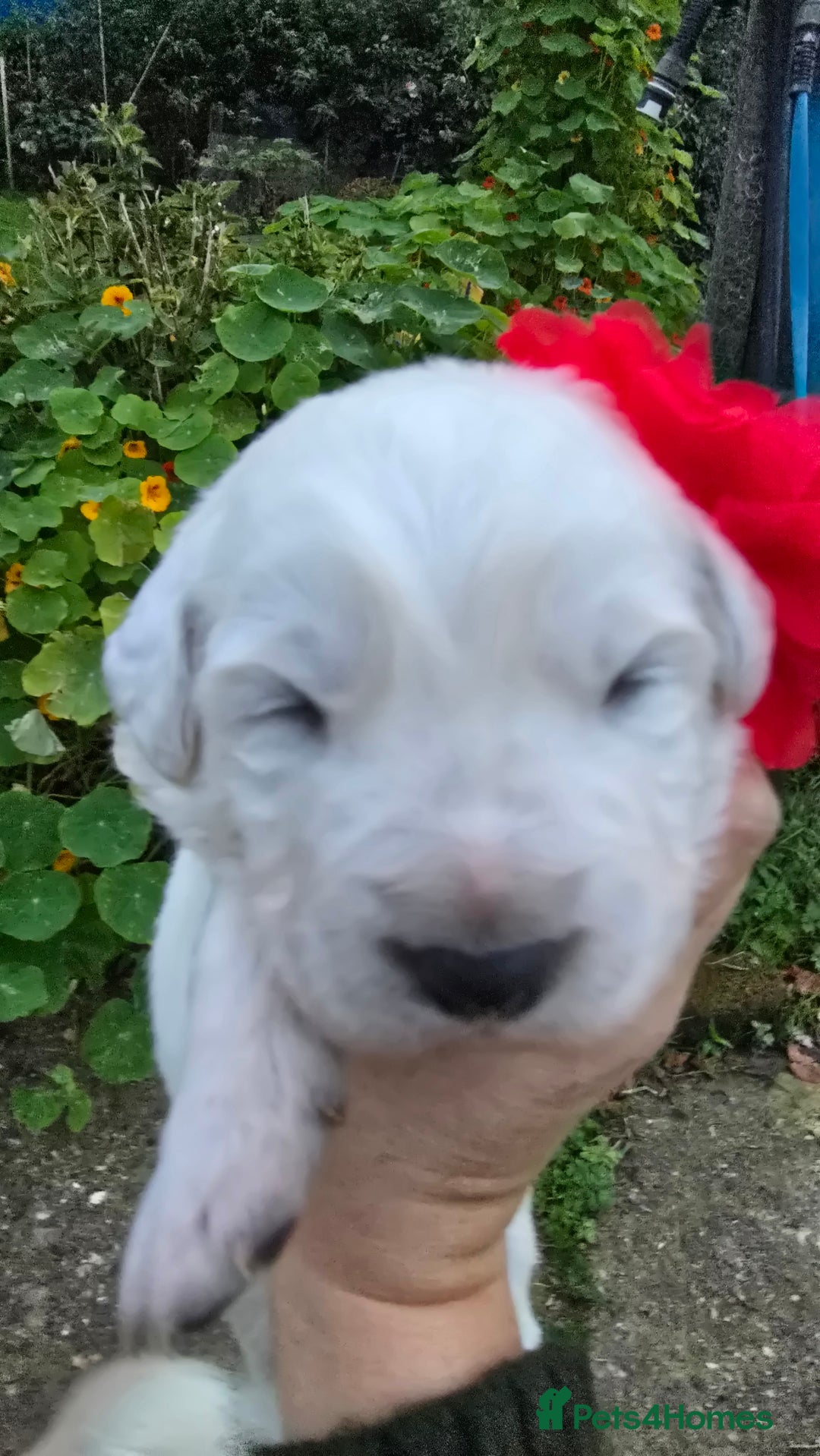 Pyrenean Mountain Dog dogs for sale: Polish tatra mountain sheepdog - Image 3