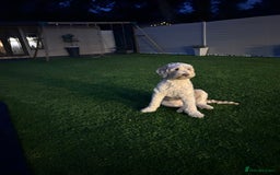 Cockapoo dogs for sale: 5 year old cockapoo girl  - Image 11