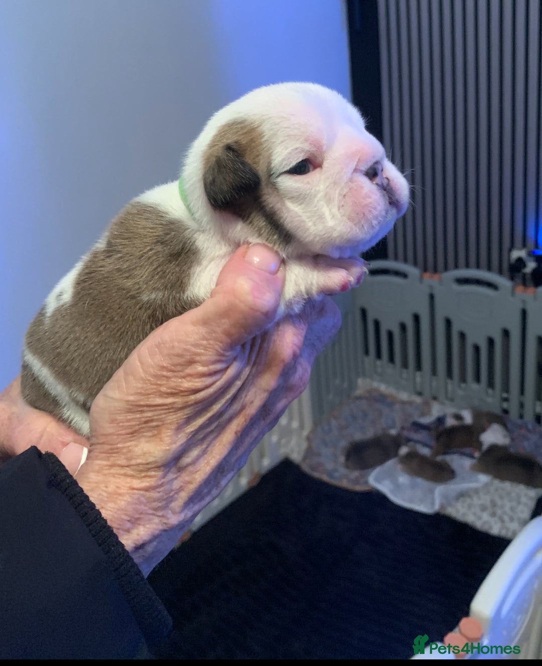 English Bulldog dogs for sale: English bulldog  - Advert 8