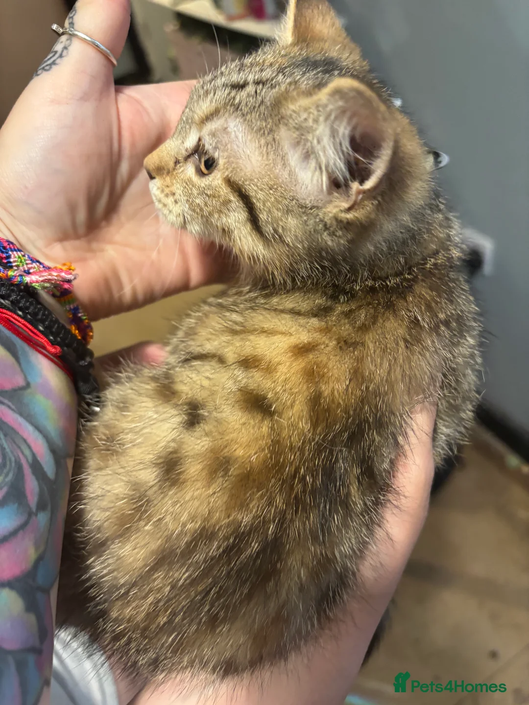 Mixed Breed cats for sale: Bengal x kitten  - Advert 6