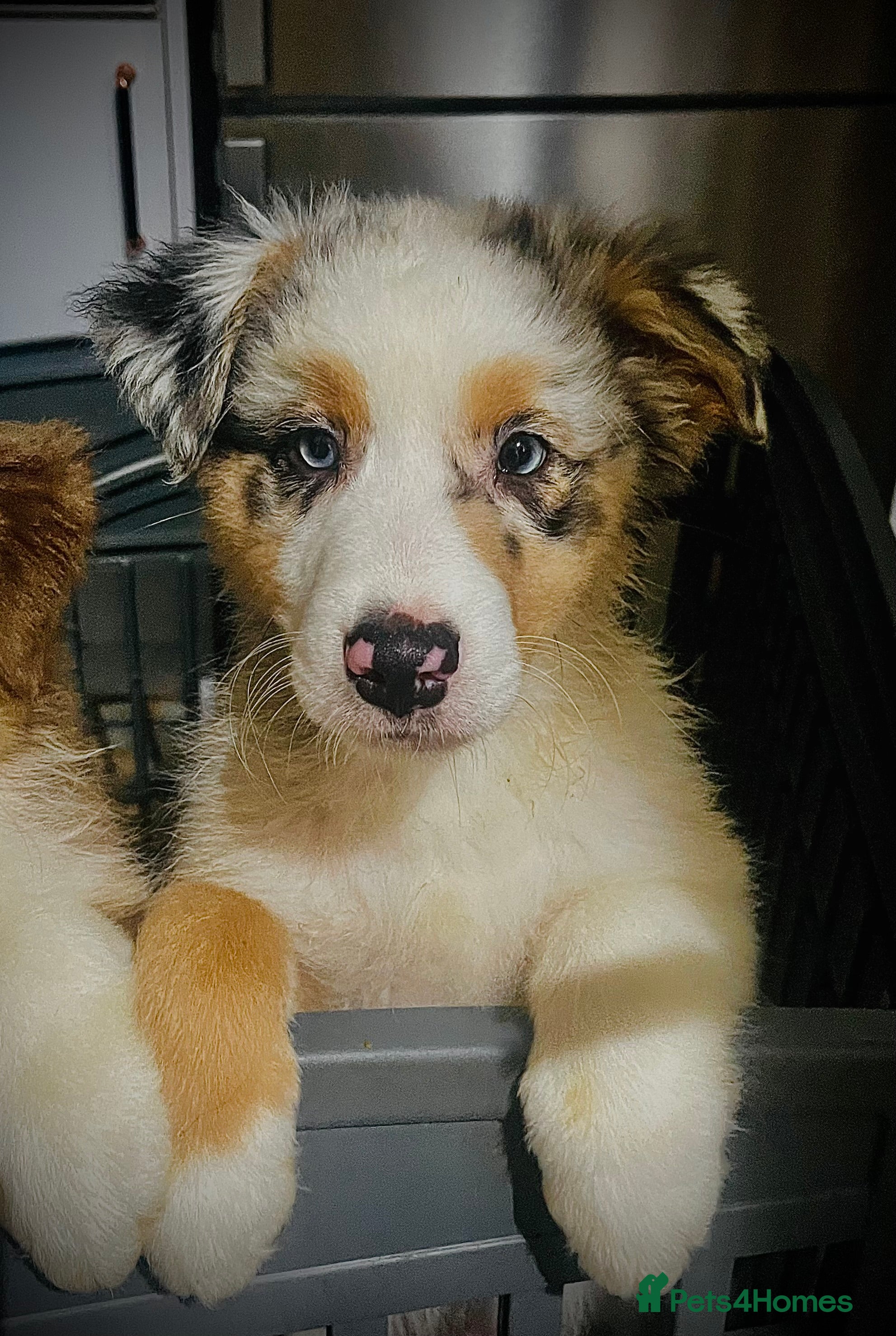 Australian Shepherd dogs Sweet boy  Australian Shepherd KC registration🥰 - Advert 1