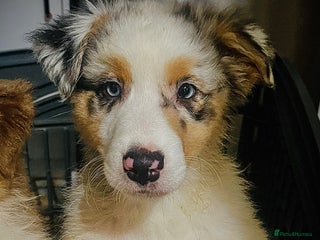 Australian Shepherd dogs Sweet boy Australian Shepherd KC registration🥰 - Advert 2