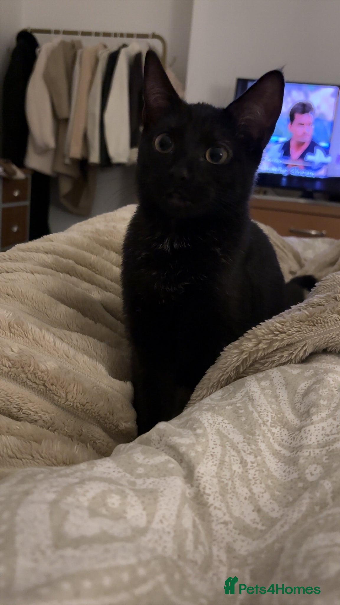 Mixed Breed cats Pepper - Advert 1