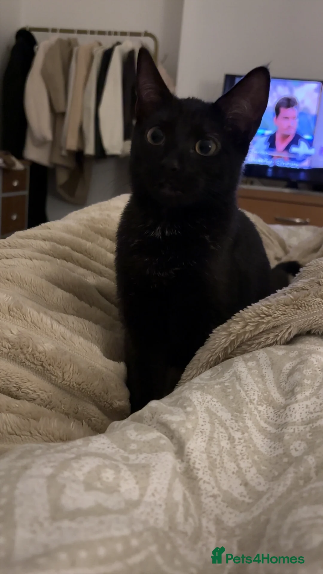 Mixed Breed cats for sale: Pepper - Advert 1