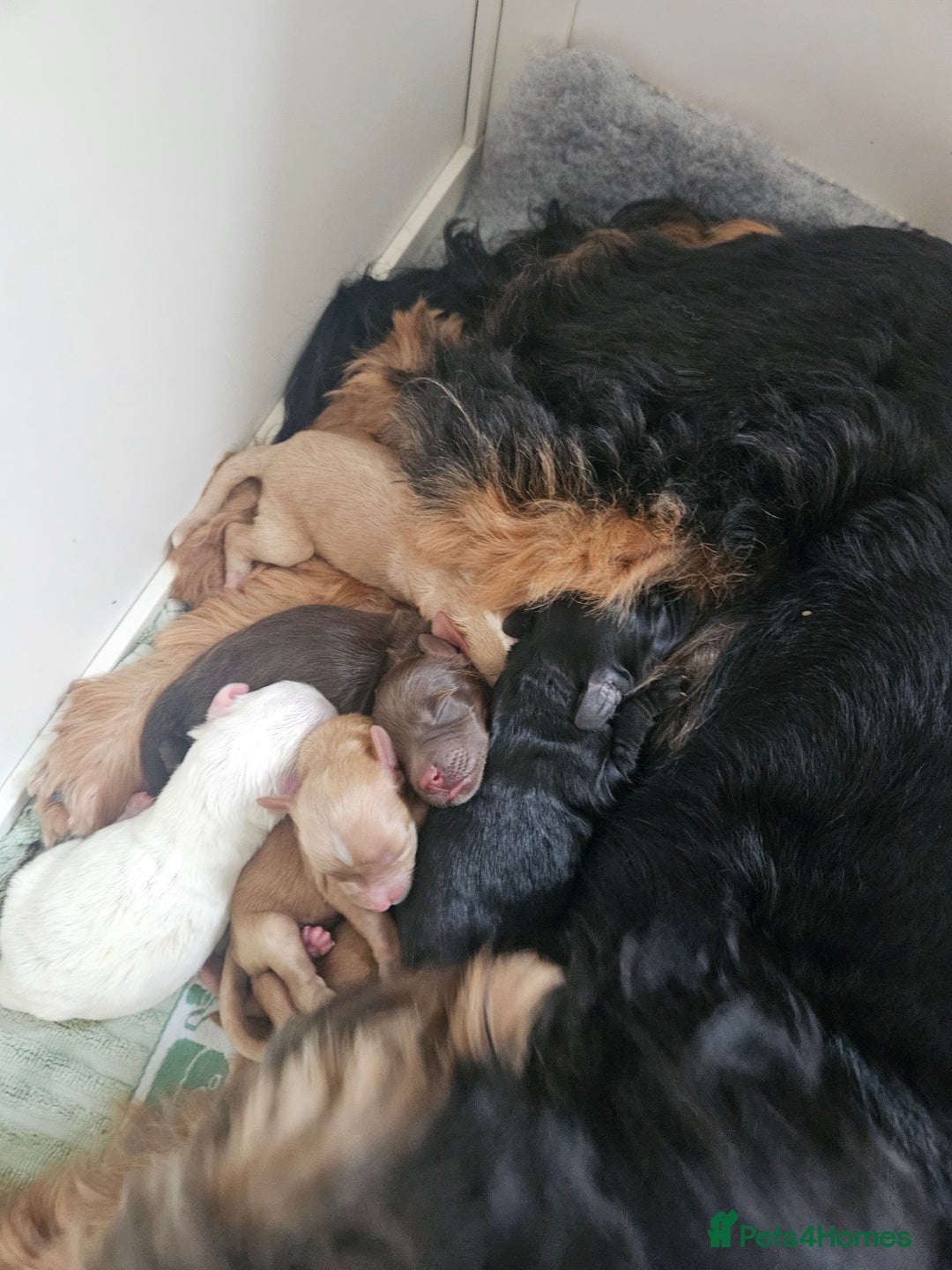 Australian Labradoodle dogs for sale: Australian Labradoodle Hybrid Puppies - Advert 16