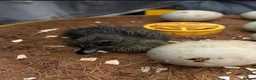 Ducks poultry for sale: 🦆Cute little call ducks 🦆  in Driffield - Advert 3