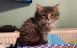 Mixed Breed cats for sale: X1 male kitten  - Image 4