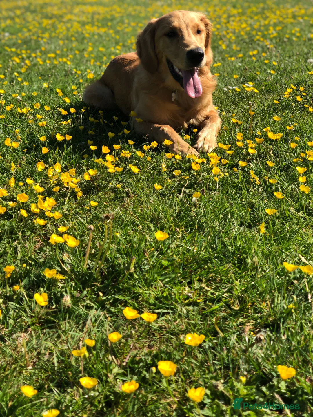 Golden Retriever dogs for stud: PROVEN & HEALTH TESTED Dark Red KC Retriever Stud - Advert 12