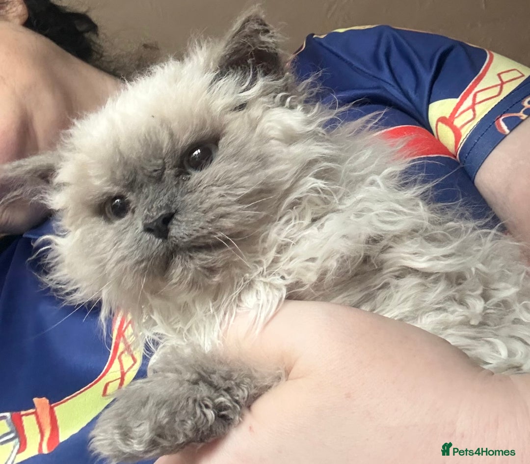 Selkirk Rex cats for sale: Gorgeous Selkirk Rex - Image 5