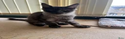 Maine Coon cats for sale: Championship tica/active maine coon kitten - Advert 4