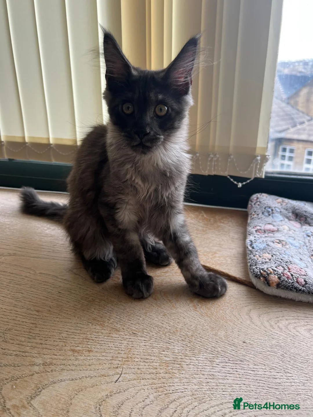 Maine Coon cats for sale: Championship tica/active maine coon kitten - Advert 4