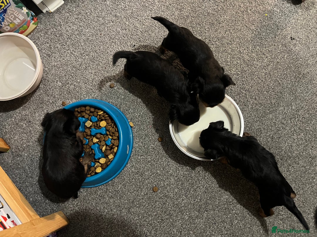 Yorkshire Terrier dogs for sale: 4 little pure breed Yorkshire terrier puppies  - Advert 19