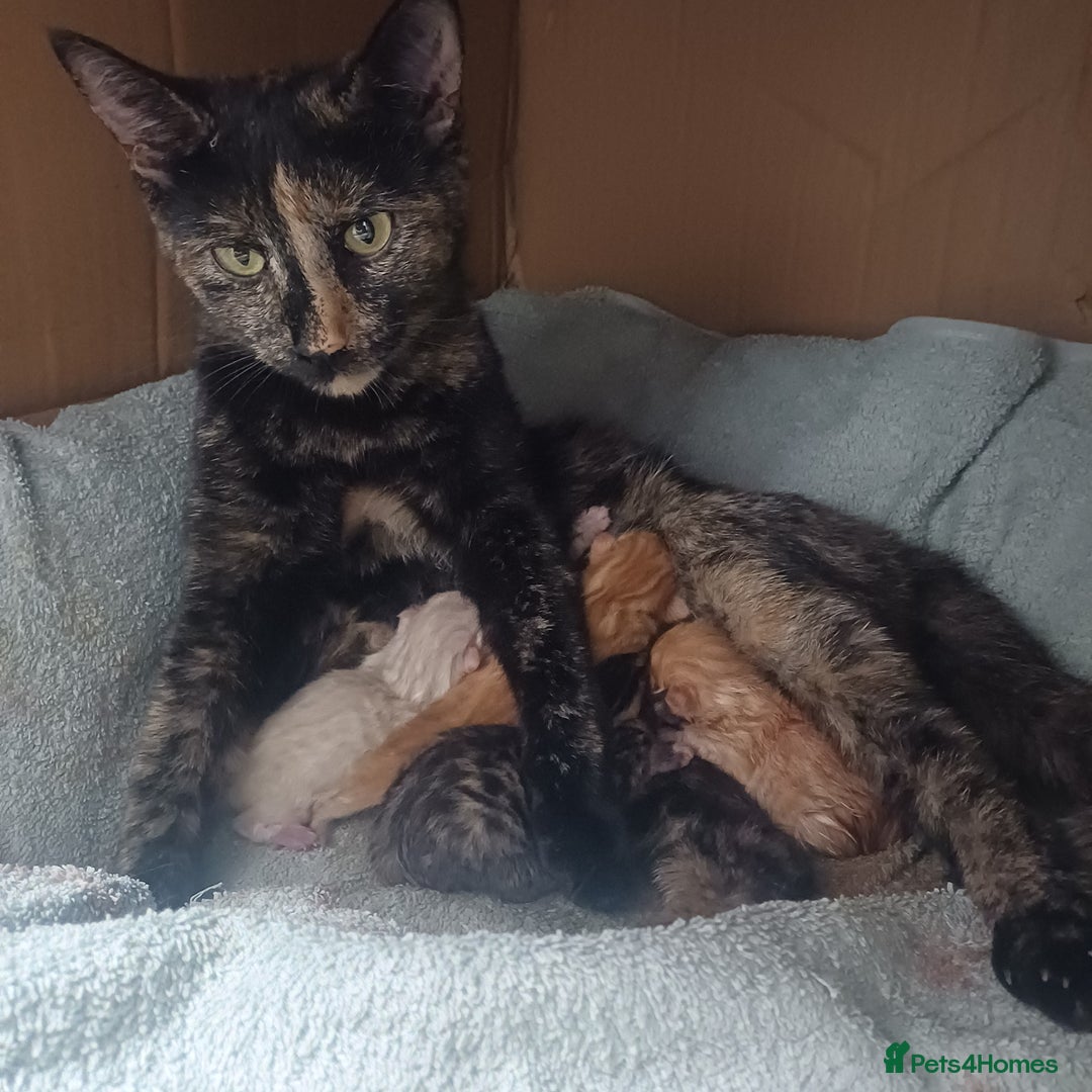 Mixed Breed cats for sale: Lovely kittens😻😻😽😽❤️ - Advert 2