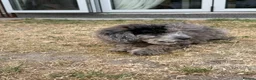 Cockapoo dogs for sale: *LAST 3 LEFT READY TO LEAVE*F1B Cockapoos🐶 - Advert 25