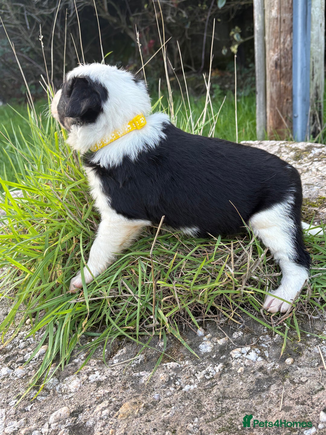 Bearded Collie dogs for sale: 🚨3/4 BEAUTIFUL BEARDIE PUPPIES 🚨 - Image 27