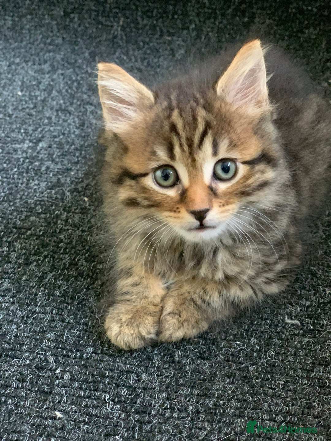 Toyger cats for sale: Tabby kittens  - Image 5