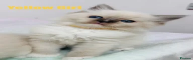 Ragdoll Kitten 4