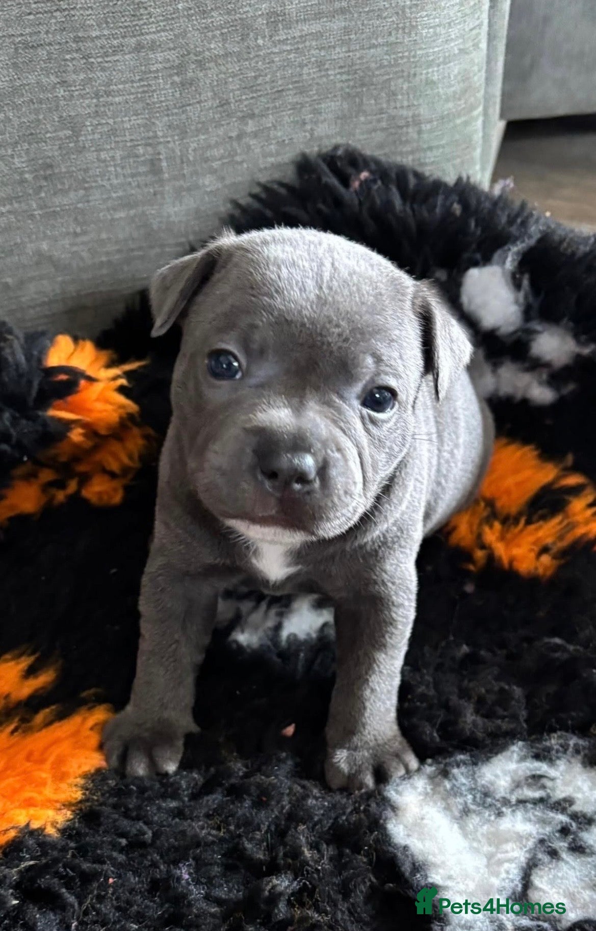 Staffordshire Bull Terrier dogs A VERY UNIQUE ONE OFF LITTER  - Advert 1