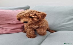 Miniature Poodle dogs for sale: READY NOW !Adorable Miniature Poodle Puppies! in London - Image 9