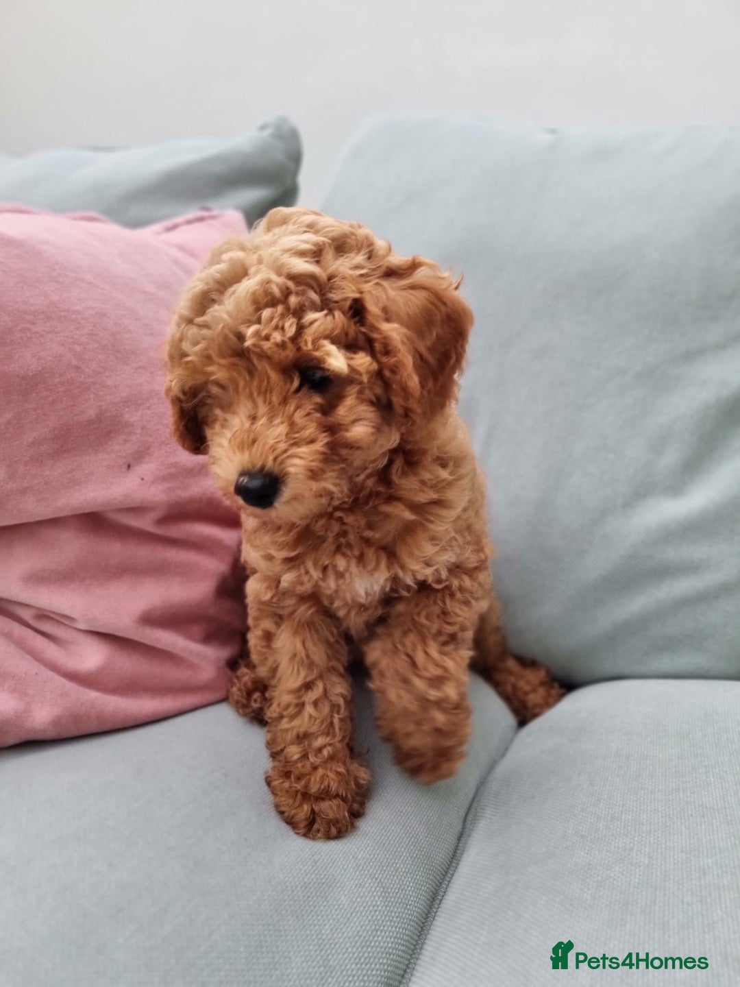 Miniature Poodle dogs for sale: READY NOW !Adorable Miniature Poodle Puppies! in London - Image 9