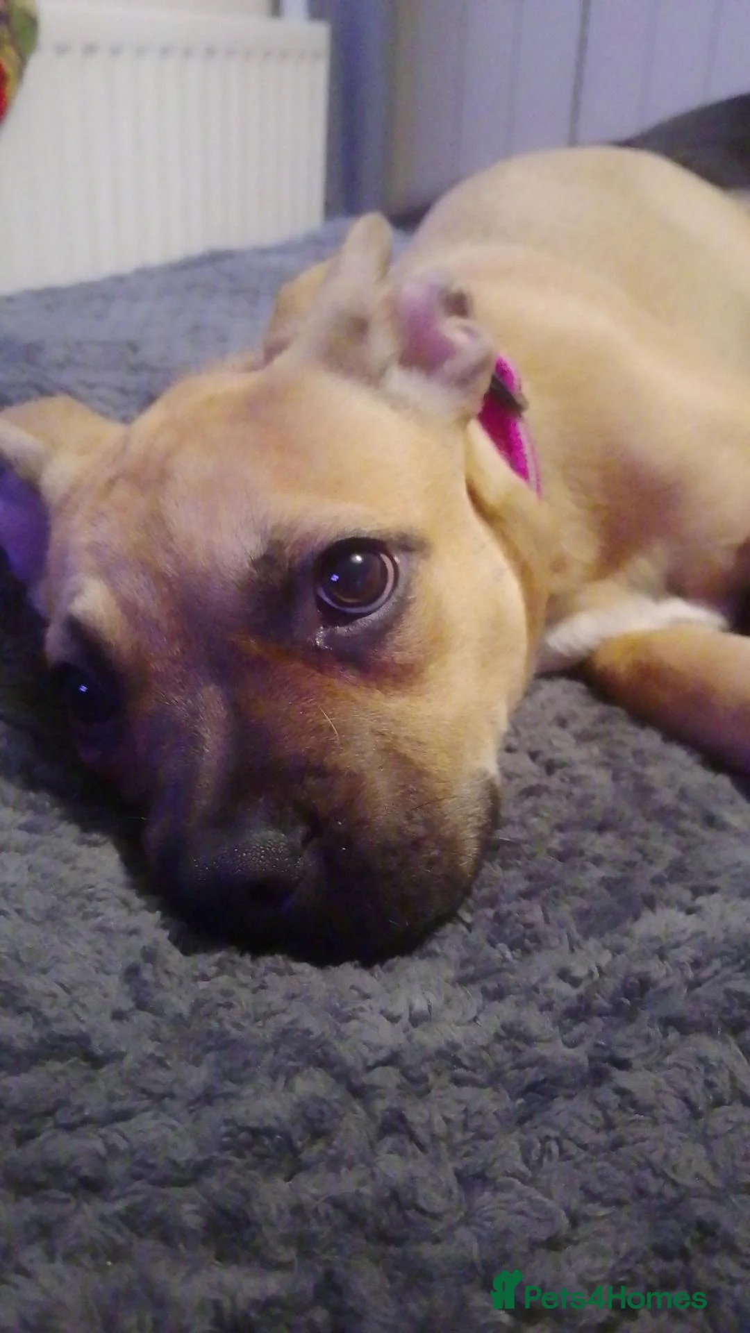 Mixed Breed dogs for sale: Roxie in Wolverhampton - Advert 2