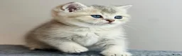 British Shorthair cats for sale: Beautiful AY11 blue golden British shorthair - Advert 3