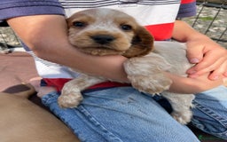 Cocker Spaniel dogs for sale: Show Cocker Puppies - Image 10