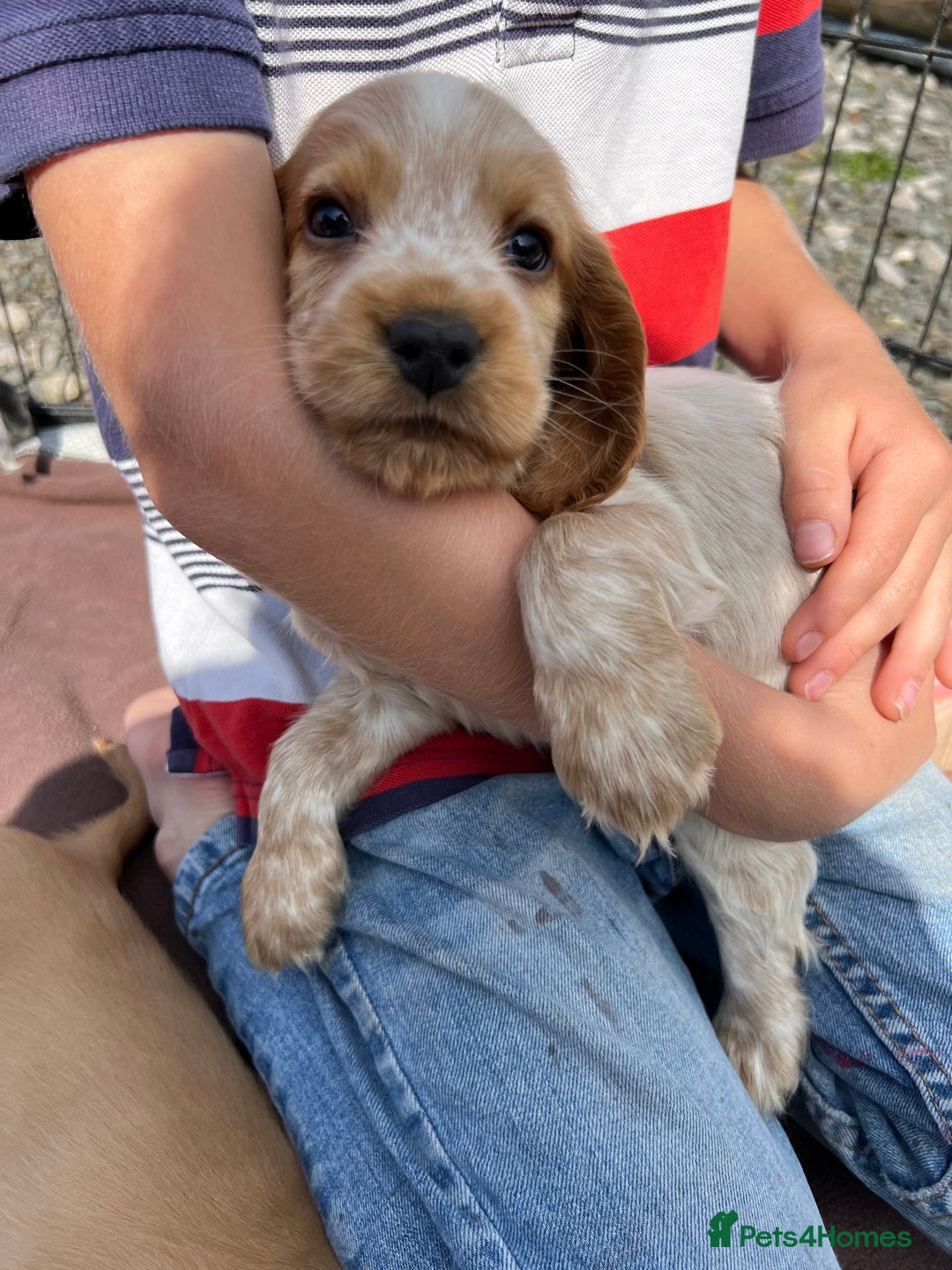 Cocker Spaniel dogs for sale: Show Cocker Puppies - Image 10