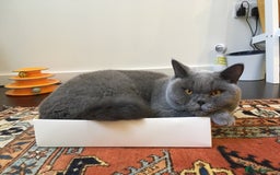 British Shorthair cats for sale: Beautiful Adult British Shorthair Male - Image 13