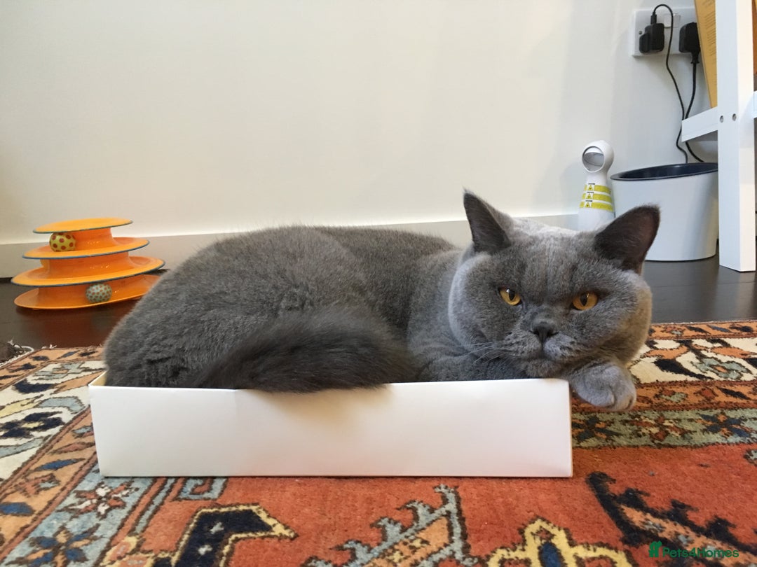 British Shorthair cats for sale: Beautiful Adult British Shorthair Male - Image 13