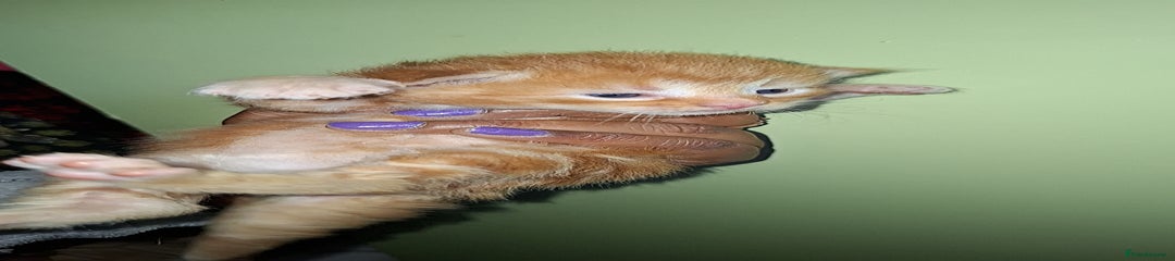 Ragdoll Kitten 5