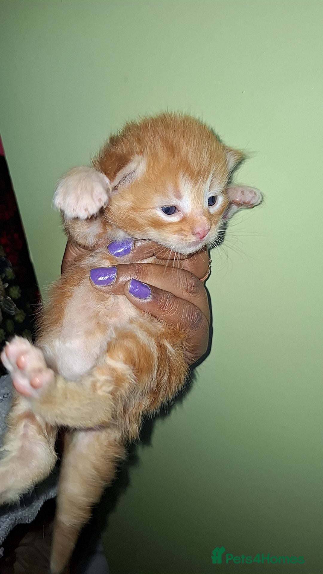 Ragdoll cats for sale: Ragdol 7 kittens available  - Image 6