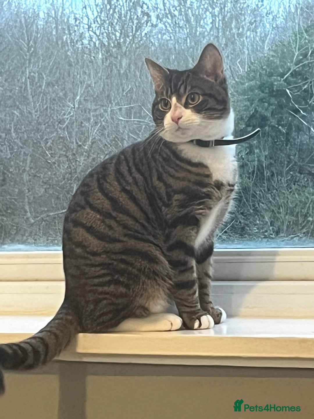 Mixed Breed cats for sale: Tabby kitten - Advert 2