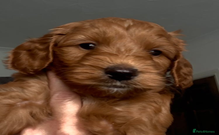 Cockapoo dogs - Advert 10