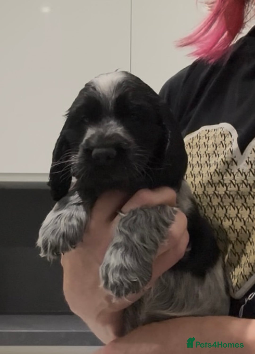 Cocker Spaniel dogs for sale: Blue Roan Show Cocker Spaniels  - Image 1