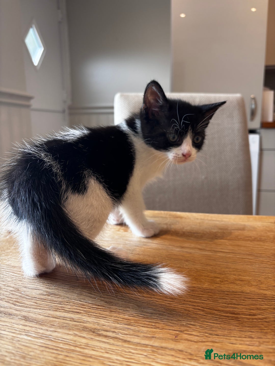 Mixed Breed cats for sale: Looking for forever homes - Image 6
