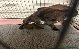 Staffordshire Bull Terrier dogs for sale: KC Staffordshire Bull Terrier - Image 9