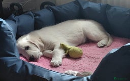 Golden Retriever dogs for sale: Gorgeous KC registered Golden Retriever puppies - Image 3