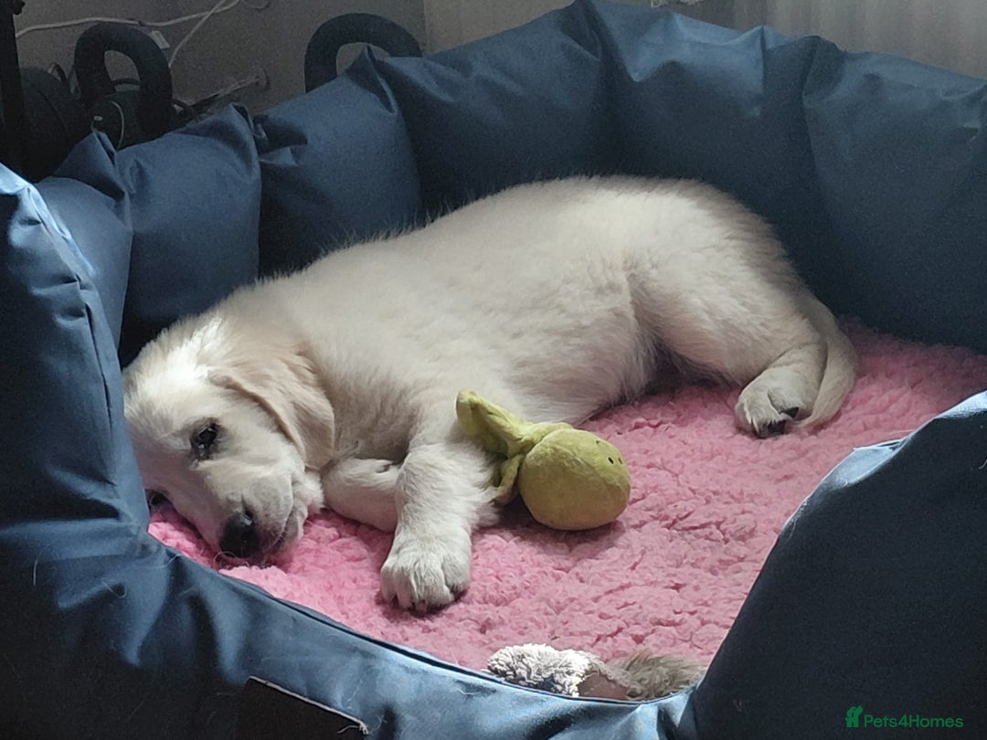 Golden Retriever dogs for sale: Gorgeous KC registered Golden Retriever puppies - Image 3