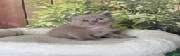 British Shorthair cats for sale: stunning british shorthair  - Advert 27