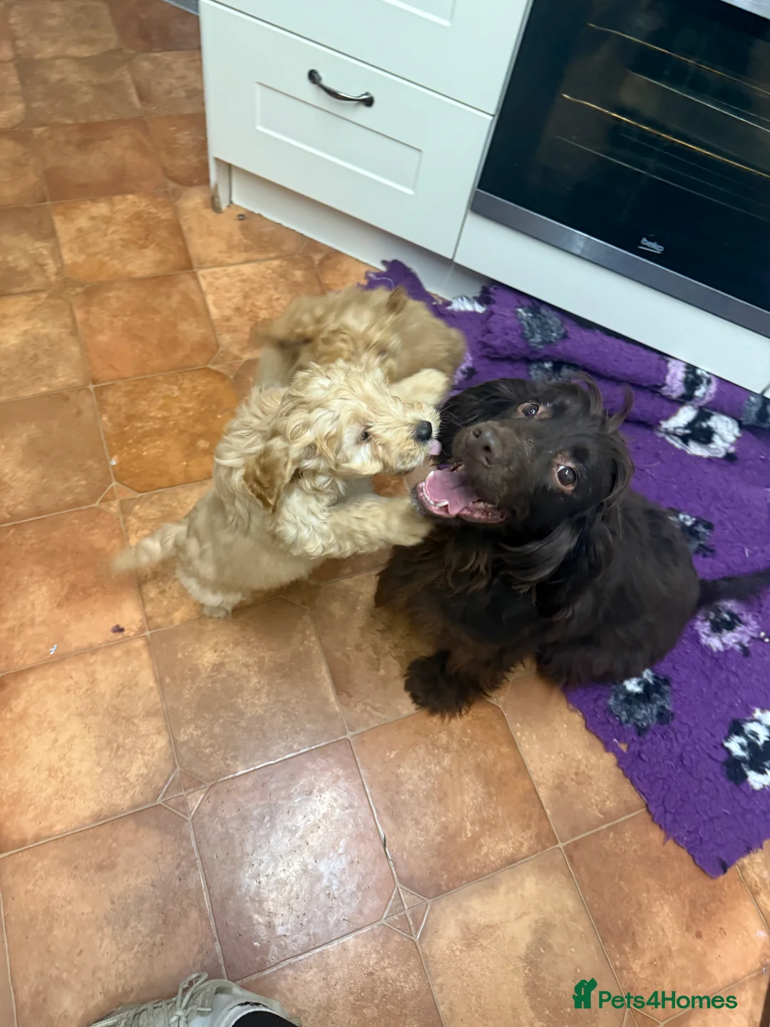 Cockapoo dogs for sale: Beautiful Health Tested Cockapoo Puppies - Advert 25