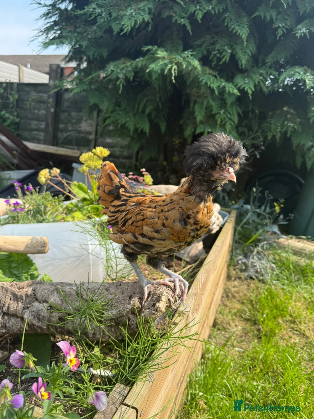 Chickens poultry for sale: Polish rooster in Preston - Advert 3