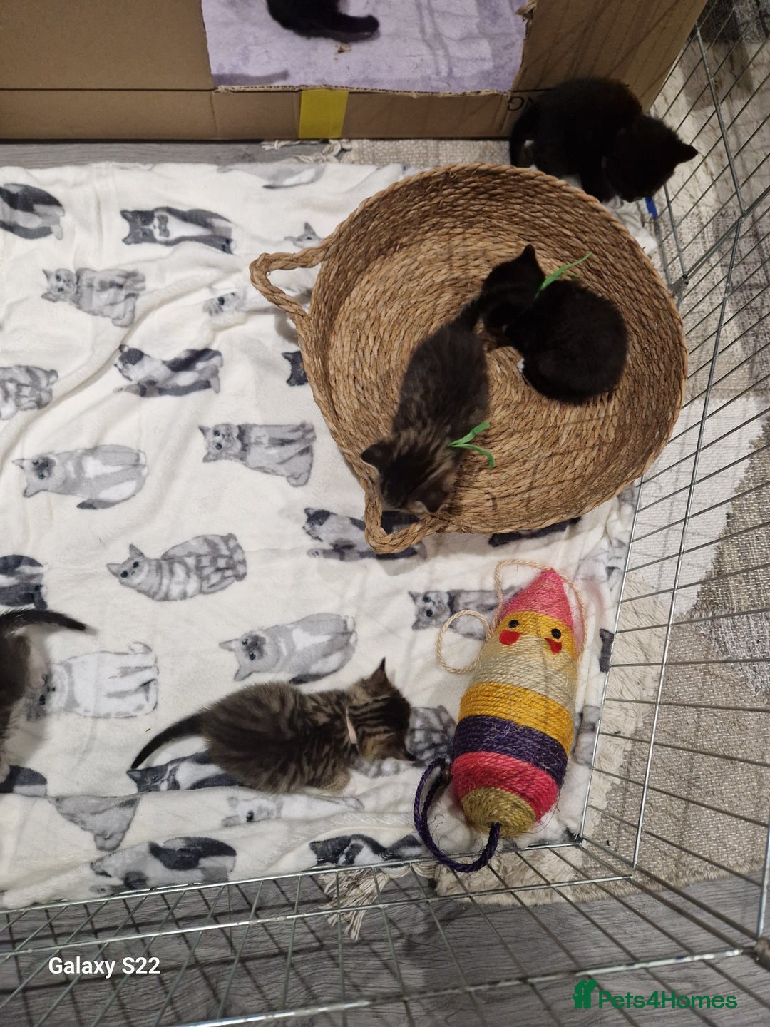 Scottish Fold cats for sale: Scotish fold/straight kittens  - Advert 29