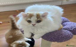 British Shorthair cats for sale: British Shorthair and Longhair kittens - Image 1